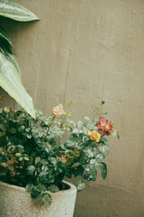  Each Michelangelo roses has 40-45 petals. Michelangelo roses are also famous for their strong...