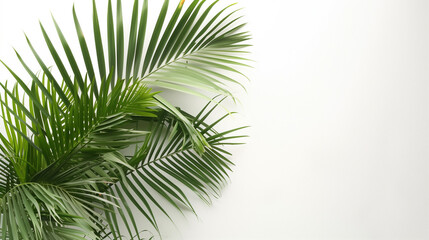 Fototapeta na wymiar Tropical palm leaves against white wall, sunlight coming from side and shadows, summer advertising copy space