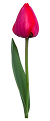 PNG Isolated tulip transparent background - 786054939