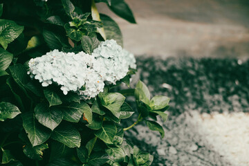 Hydrangea,High angle view of woman holding purple flower,Close-up of blue hydrangea,Close-up of...