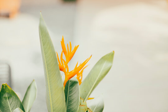 Strelitzia reginae,Strelitzia reginae is a type of flower with an average height of 40 - 100cm. Strelitzia reginae usually grows on long stems above the foliage. Strelitzia reginae grow almost perpend