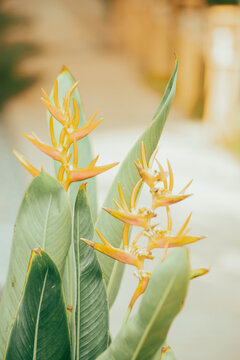 Strelitzia reginae,Strelitzia reginae is a type of flower with an average height of 40 - 100cm. Strelitzia reginae usually grows on long stems above the foliage. Strelitzia reginae grow almost perpend