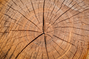 Textura de um tronco de madeira com algumas rachaduras sobre a superfície