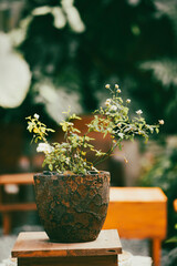  harmonious color of this flower, buy the Michelangelo roses variety and plant Michelangelo roses!...