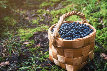 Wild blueberries in a basket