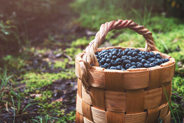 Wild blueberries in a basket on a path in a sunny forest. Berry picking concept, natural products.