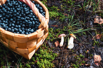 Forest blueberries in a basket and mushrooms on the ground. concept of walking in the woods, rest....