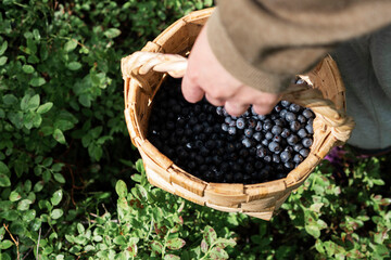 A basket of blueberries in the hands of a man, view from above. Walking in the forest, picking...