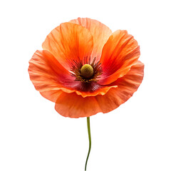 Iceland poppy flower isolated on transparent background
