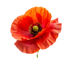 Iceland poppy flower isolated on transparent background