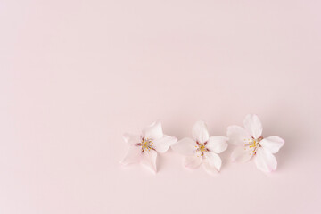 桜の花びら／背景素材