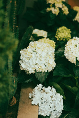 Hydrangea,Hydrangea has the most colors, the flower wilts more easily than other flowers, and the growing technique is very elaborate.