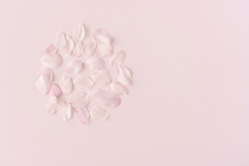 Obraz premium 桜の花びら／背景素材