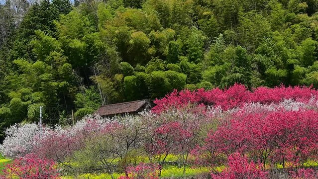 満開の赤と白の花桃がある日本の農村の風景