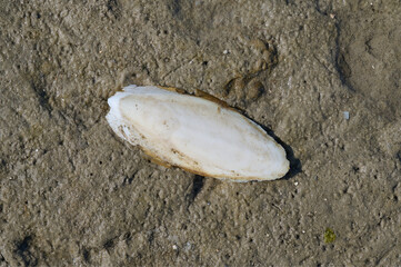 Shell (Cuttlebone) of the Cuttlefish resp.Sepia officinalis duri