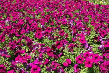 Multiplicity of magenta colored flowers of petunias in July