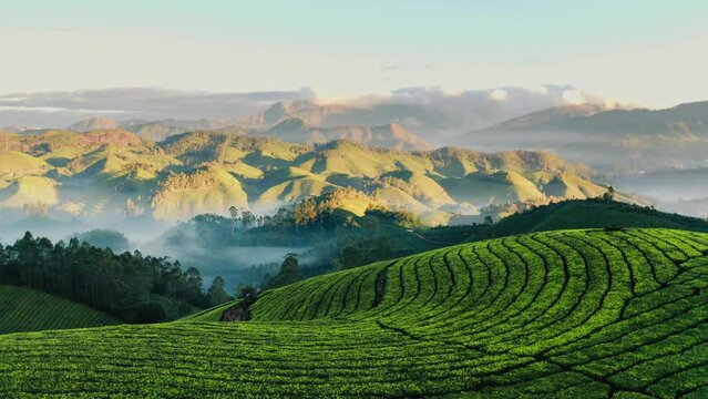 aerial view of Tea Plantation Kerala India