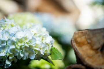 Hydrangea,Hydrangea has the most colors, the flower wilts more easily than other flowers, and the...