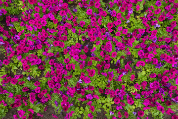 Obraz premium Not a few magenta colored flowers of petunias in mid July
