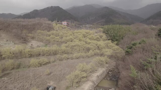 Paysage du printemps en Cor&eacute;e du Sud avec des fleurs jaunes