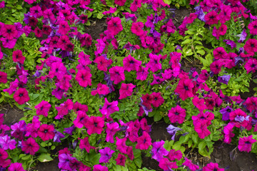 Petunias with magenta colored flowers in mid July
