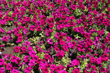 Plenitude of magenta colored flowers of petunias in June