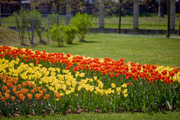 beautiful landscape in the park, arrangement with tulips in spring.