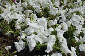 A ton of white flowers of petunias in mid August