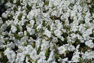 Backdrop - numerous white flowers of petunias in mid August