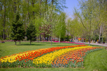 beautiful landscape in the park, arrangement with tulips in spring.