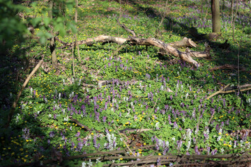 Spring day in a forest. Wildflowers in the woods. Sunny calm day in nature. 