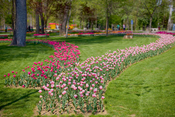 beautiful landscape in the park, arrangement with tulips in spring.