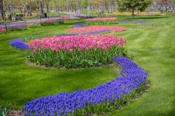 beautiful landscape in the park, arrangement with tulips in spring.