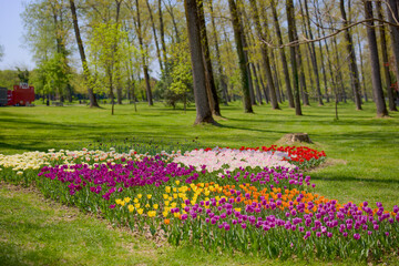 beautiful landscape in the park, arrangement with tulips in spring.