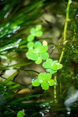 Lemna minor,.Lemna minor is usually a population, growing quickly and strongly in clean water conditions