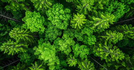 A lush green forest with many trees and a lot of green leaves - Powered by Adobe
