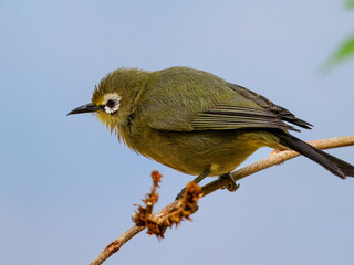 Brillenvogel