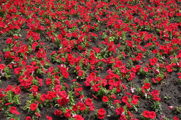 A lot of red flowers of petunias in June