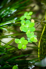 Lemna minor,.Lemna minor is usually a population, growing quickly and strongly in clean water conditions