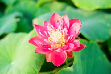 Lotus,Lotus flowers in the evening,Close-up of lotus water lily,Close-up of water lily blooming outdoors,Close-up of lotus water lily,