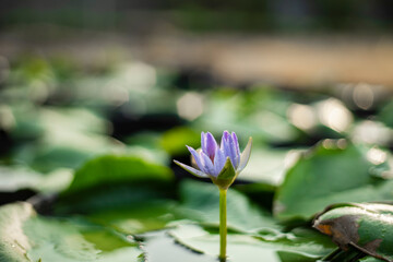 Nymphaeaceae,lakes and swamps, with leaves and flowers floating on the water surface, water lily...