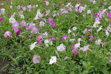 Many flowers of petunias in shades of pink in July
