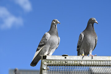 oiseaux pigeon