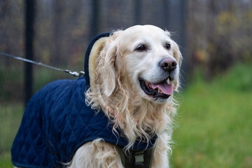 golden retriever dog with a jacket in automn to keep warm