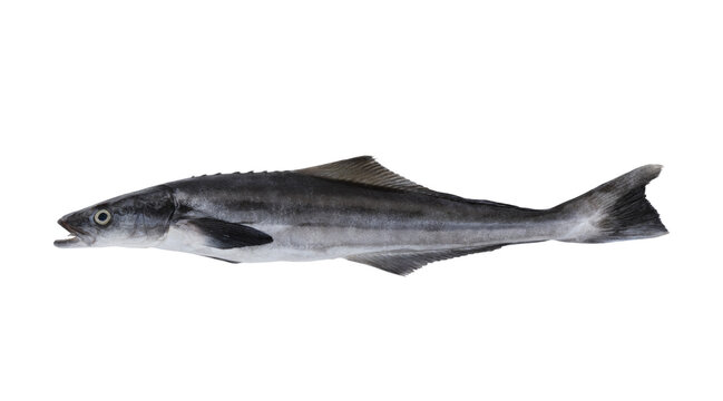 Raw cobia fish isolated on white background
