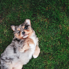 Miniature Australian Shepherd Puppy Blue Merle Laying on its Back in the Grass