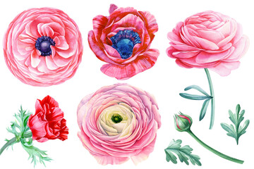 Watercolor flower and leaf Anemones and Ranunculus isolated. Elegant Bouquet flowers Perfect for invitation, card design - 786068973