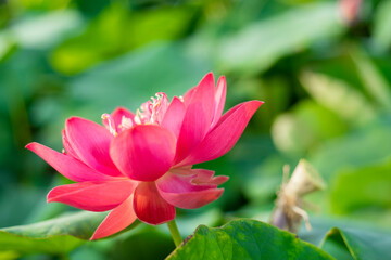 Lotus,Full bloom Royal lotus flowers among green leaves in famous Summer lotus pond of West Lake.