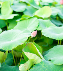 Lotus,Lotus flowers in the evening,Close-up of lotus water lily,Close-up of water lily blooming outdoors,Close-up of lotus water lily,