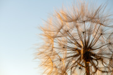 Defocused dandelion with seeds at sunset